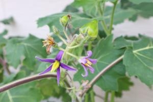 フォックスフェイスの成長 花屋ブログ 福島県南相馬市の花屋 諸井緑樹園にフラワーギフトはお任せください 当店は 安心と信頼の花 キューピット加盟店です 花キューピットタウン