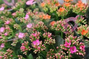 カランコエ入荷しました(^^♪｜「諸井緑樹園」　（福島県南相馬市の花キューピット加盟店 花屋）のブログ