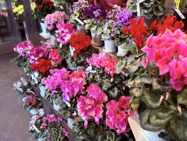 シクラメン｜「諸井緑樹園」　（福島県南相馬市の花キューピット加盟店 花屋）のブログ