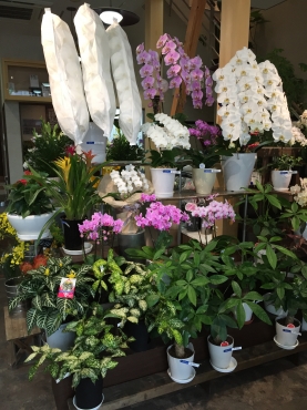 「諸井緑樹園」　（福島県南相馬市）の花屋店舗写真2